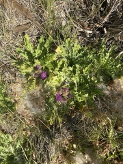 Cirsium scariosum congdonii