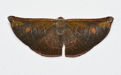 Cyphoedma transvolutata
