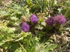 Cirsium scariosum congdonii