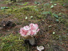 Russulales