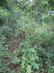 Pastinaca sativa sylvestris