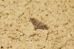 Alucita montana