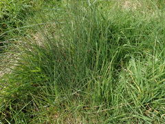 Juncus filicaulis