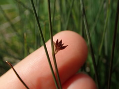 Juncus filicaulis