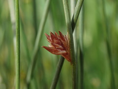 Juncus filicaulis