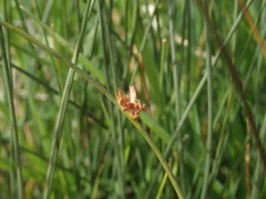Juncus filicaulis