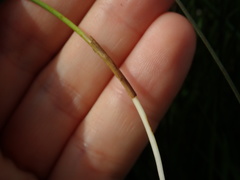 Juncus filicaulis