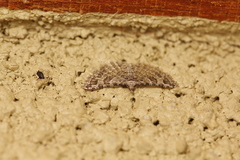 Alucita montana