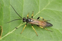 Ichneumon emancipatus