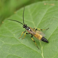 Ichneumon emancipatus