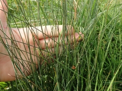 Juncus filicaulis
