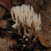 Tremellodendropsis tuberosa - Photo (c) birdgal5,  זכויות יוצרים חלקיות (CC BY-NC-ND)