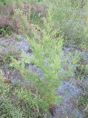 Artemisia annua