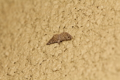 Alucita montana