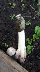 Phallus hadriani