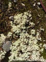 Pulchrocladia retipora