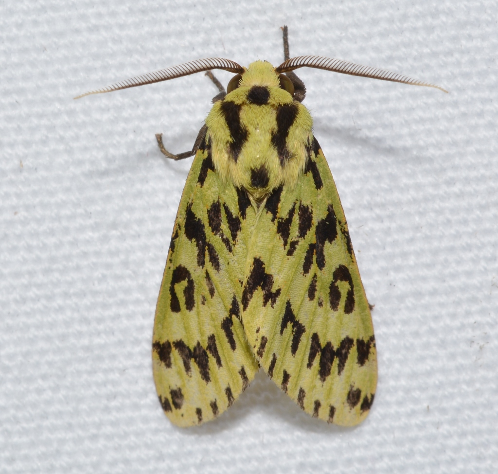 Symphlebia muscosa