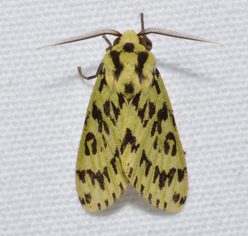 Symphlebia muscosa