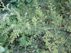 Artemisia annua