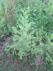 Artemisia annua