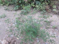 Ambrosia artemisiifolia