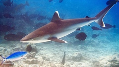 Carcharhinus albimarginatus