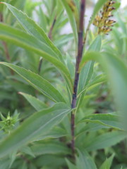 Solidago gigantea
