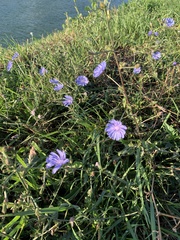 Cichorium intybus