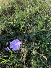 Cichorium intybus