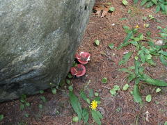 Russulales