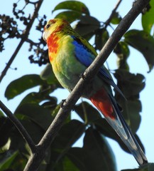 Platycercus eximius x adscitus