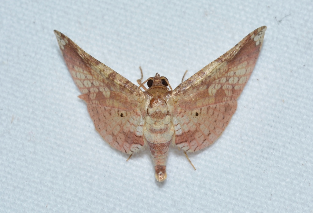 Microsca hedilalis