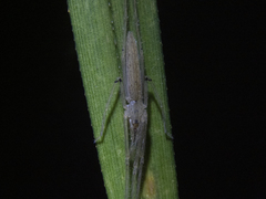 Ischalea spinipes