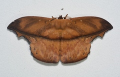 Oxytenis leda