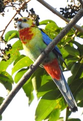 Platycercus eximius x adscitus