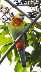 Platycercus eximius x adscitus