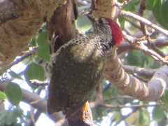 Campethera cailliautii