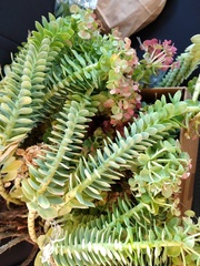 Euphorbia myrsinites