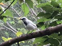 Leucopsar rothschildi