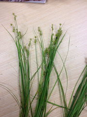 Carex echinata