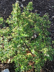 Magnoliopsida