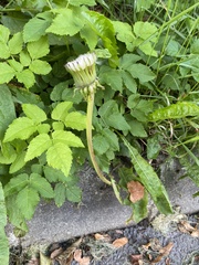 Taraxacum officinale