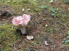 Russulales