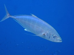 Craterognathus plagiotaenia