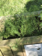 Magnoliopsida