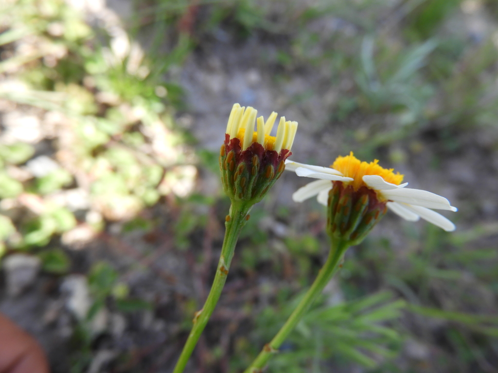 Leucactinia