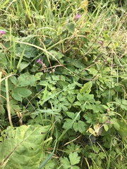 Geranium