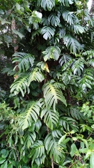 Epipremnum pinnatum