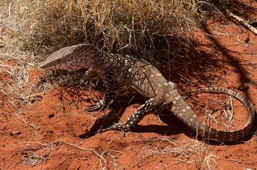 Perentie