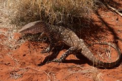 Varanus giganteus